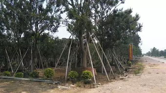 不断追求完美 上海大景园林绿化工程的实力派风采