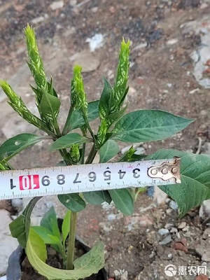 草花可爱花袋苗在园林绿化与室内布置中的应用