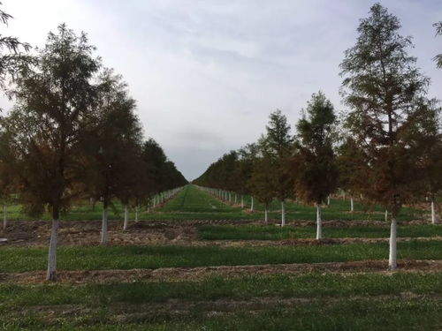 2019年度江苏省十大优秀园林绿化工程公司评选与文物文化遗址保护服务